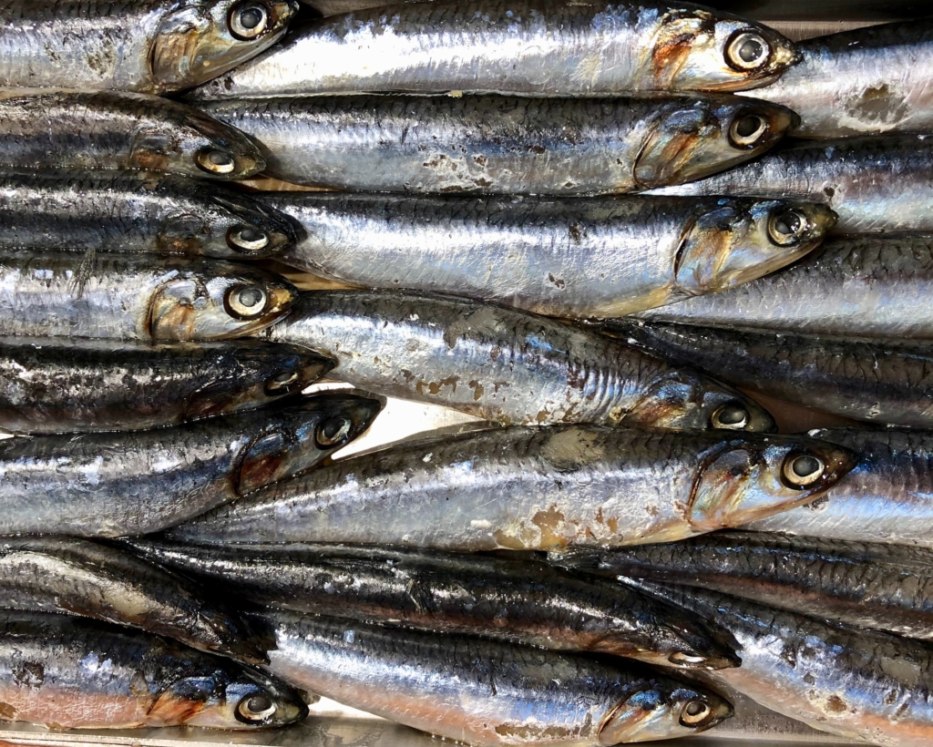 Plats de poisson tout droit sortis de la mer : découvrez les authentiques villages de pêcheurs de la Costa Brava