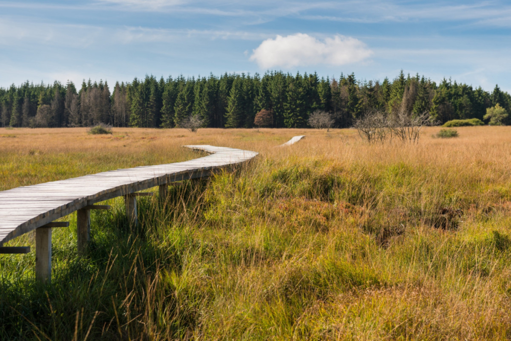 The Nature Reserve of the High Fens