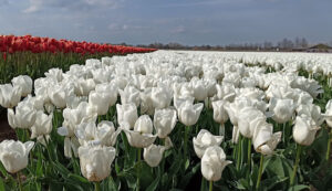 Sint-Gillis-Waas, Flandre orientale